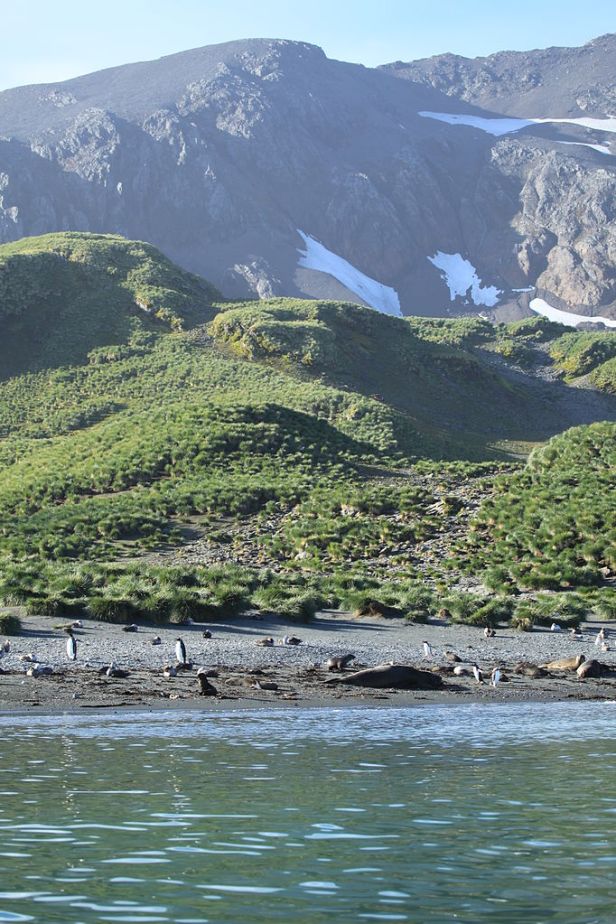 Cooper Bay, South GeorgiaThis diverse beach includes Northern Giant Petrels, King Penguins, Antarctic Fur Seals, Southern Elephant Seals, and Gentoo Penguins. Photo Credit: Liam Quinn